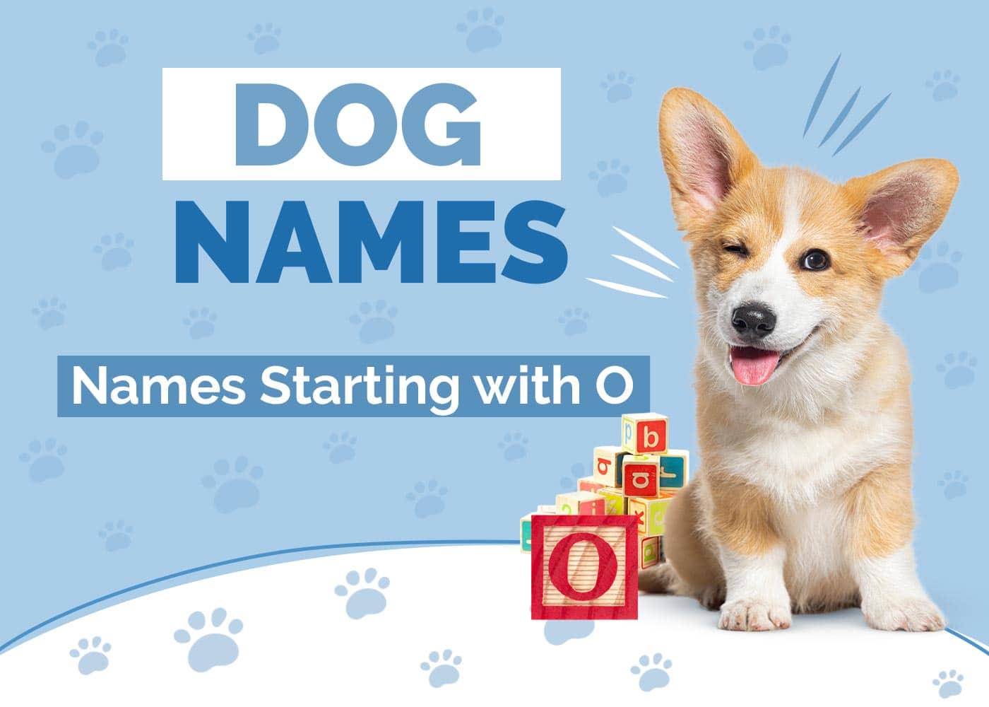 112 Dog Names Starting with O for Your New Pup