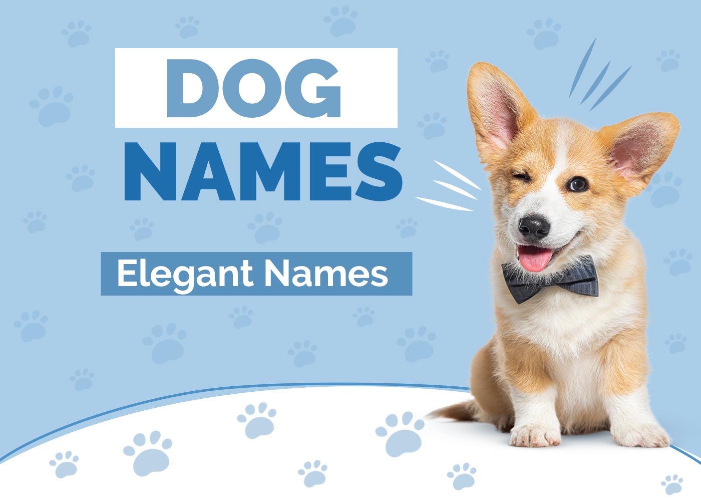 100+ Elegant Dog Names: Fancy, Graceful & Poised Ideas
