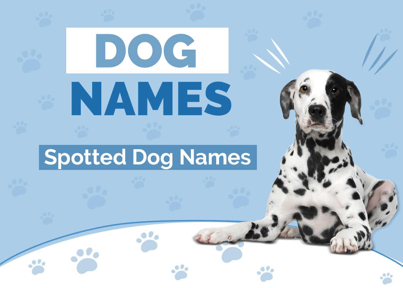 100+ Names for Spotted Dogs: Fun & Unique Options For Your Pet