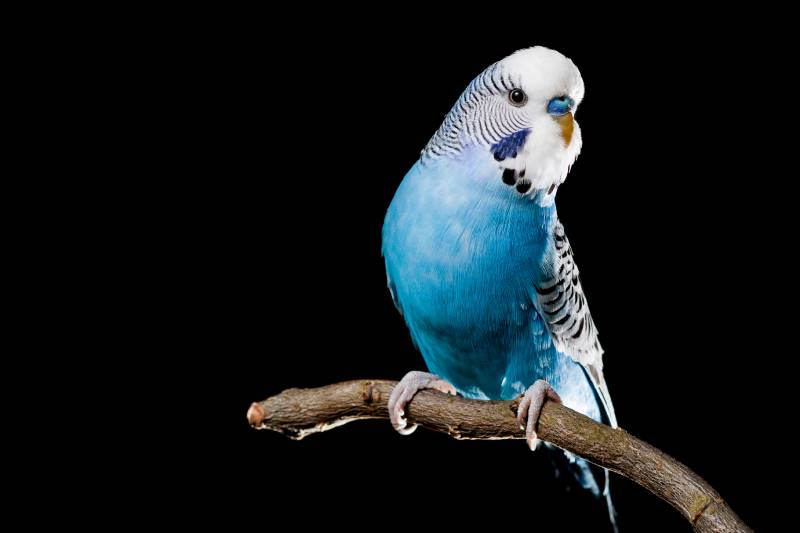 Blue Parakeet: Info, Pictures, Personality, Food & Care Guide (Vet-Reviewed)