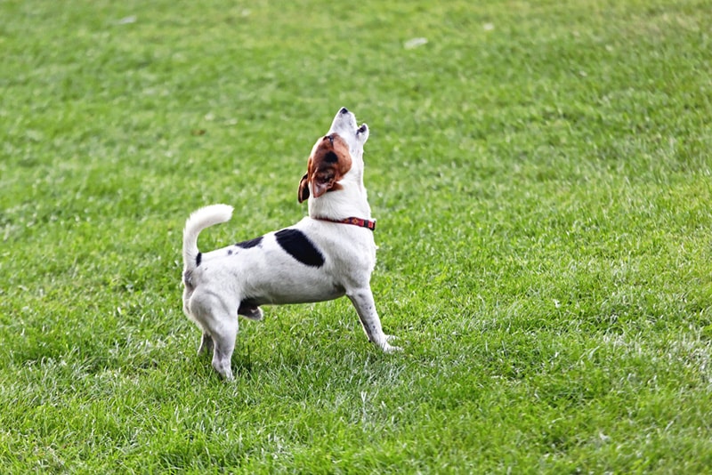 Do Jack Russell Terriers Bark a Lot? 4 Ways to Help