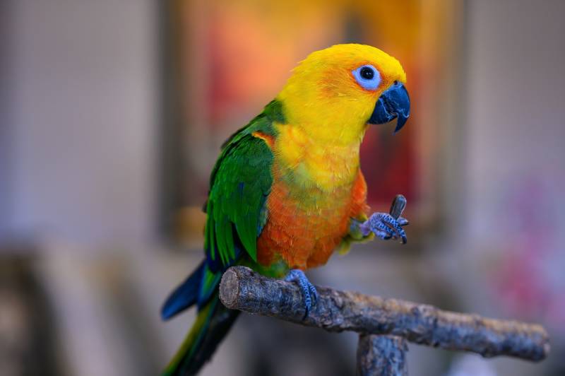 16 Types of Conure Parrots: Info, Pictures, Facts & History