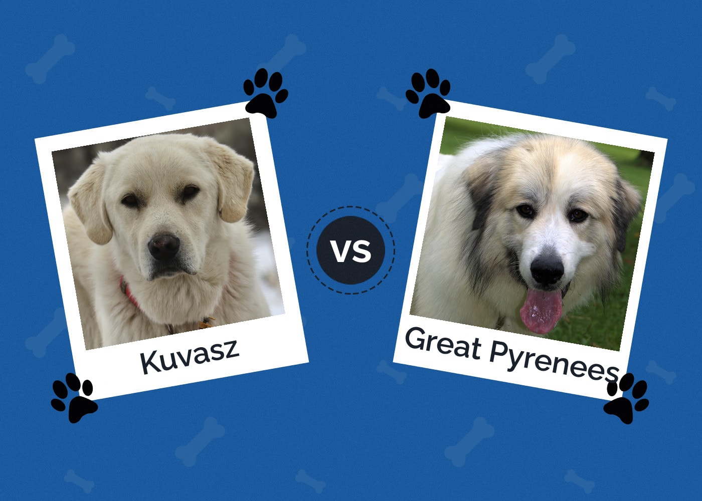 Kuvasz vs. Great Pyrenees: The Differences (With Pictures)