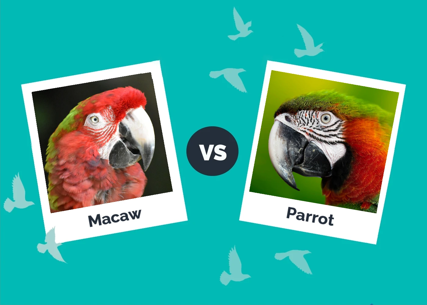 Macaw vs. Parrot: They Key Differences (With Pictures)