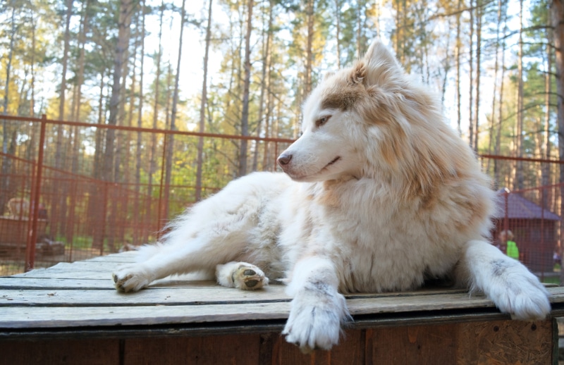 How to Get Dog Pee Smell & Stains Out of Wood Furniture: 3 Proven Methods