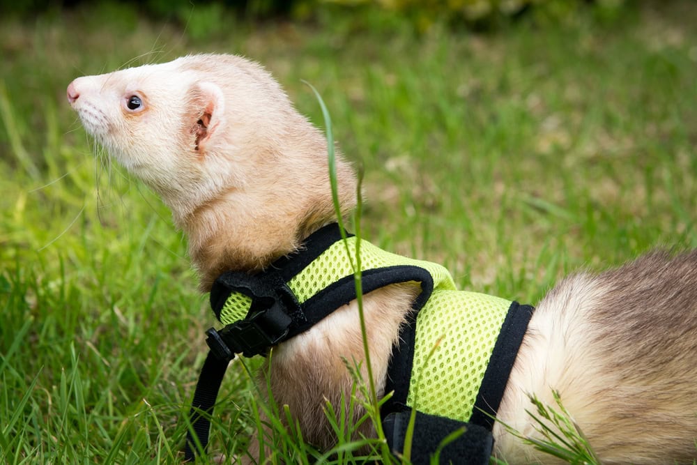 6 Best Harnesses for Ferrets – 2026 Reviews & Top Picks