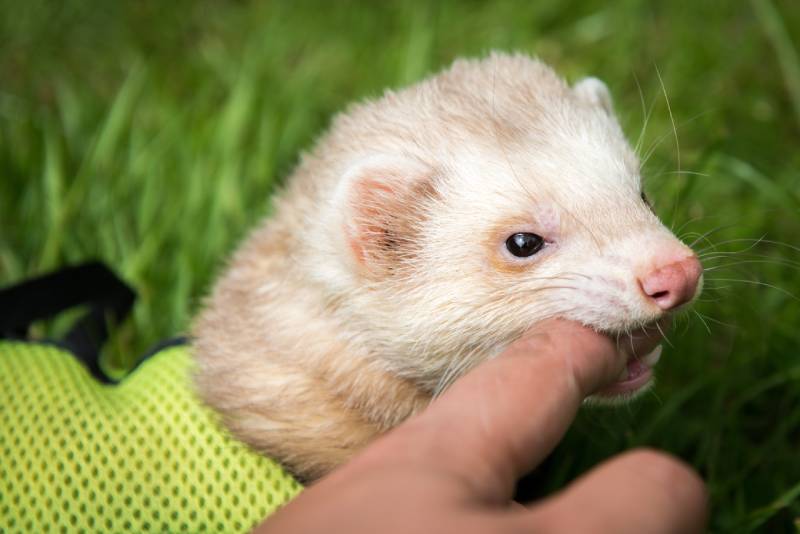 Male pet cinnamon ferret in a harness play biting outside