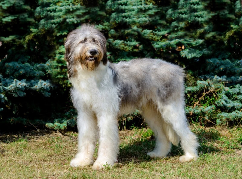91 Dog Breeds that Start with M: A Complete List (with Info & Pictures)