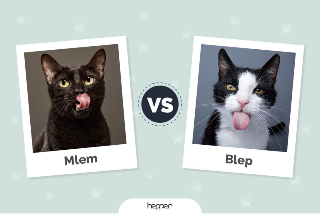 Mlem vs Blep: The Differences & Meanings (With Pictures)