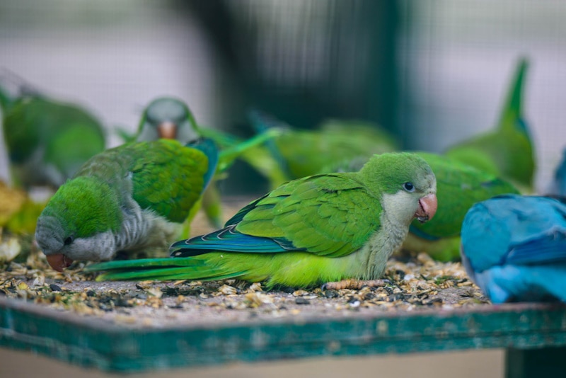 Monk parakeets eating seeds