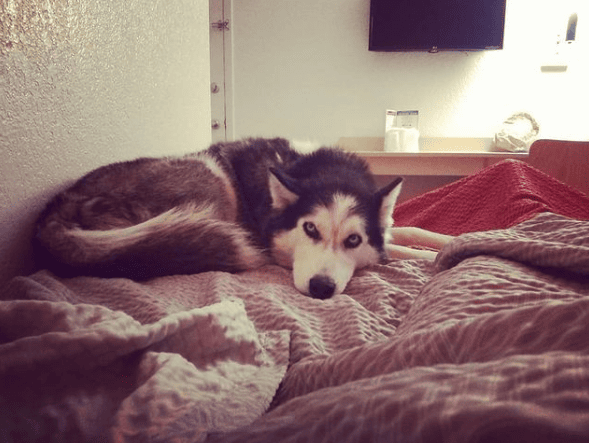 Motel 6 Reno – Livestock NV