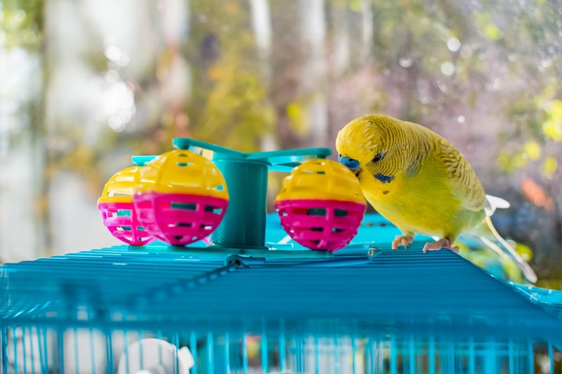 10 Best Parakeet Toys – 2026 Reviews & Top Picks