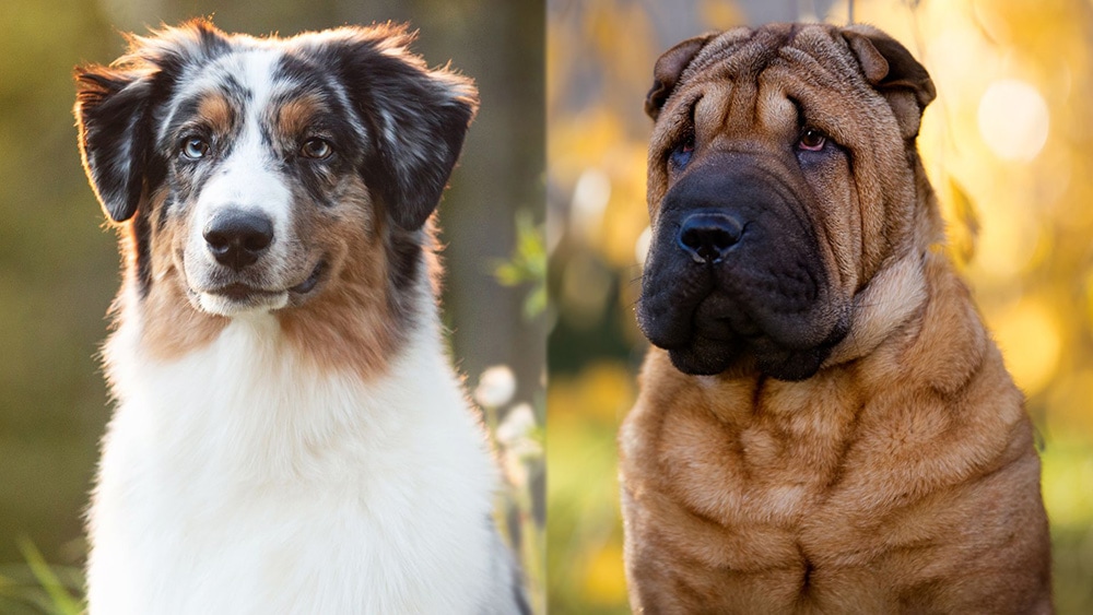 Australian Shepherd Shar-Pei Mix: Pictures, Care Guide, Temperament & Traits