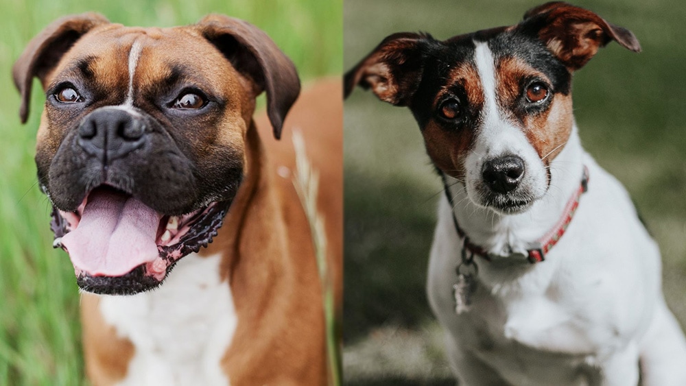 Boxer Jack Russell Terrier Mix: Info, Pictures, Care Guide & Traits