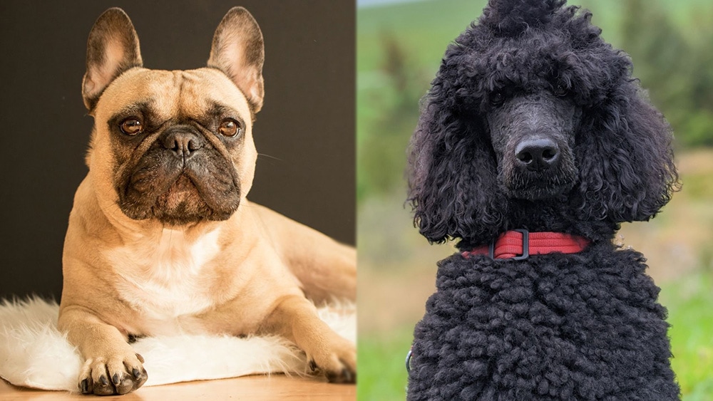 Froodle (French Bulldog Poodle Mix): Pictures, Info, Temperament & Traits