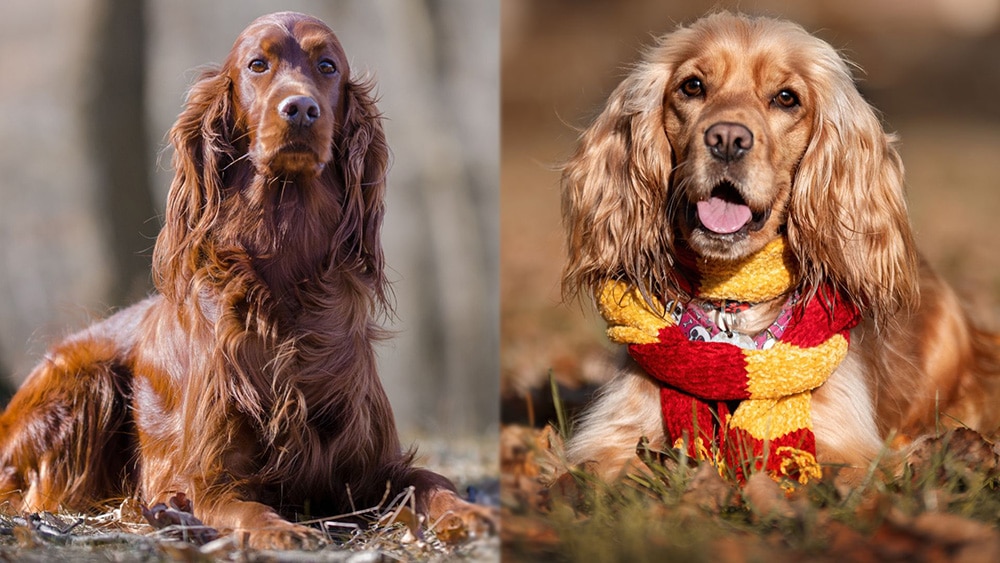 Irish Setter Cocker Spaniel Mix: Info, Pictures, Care Guide, Temperament & Traits