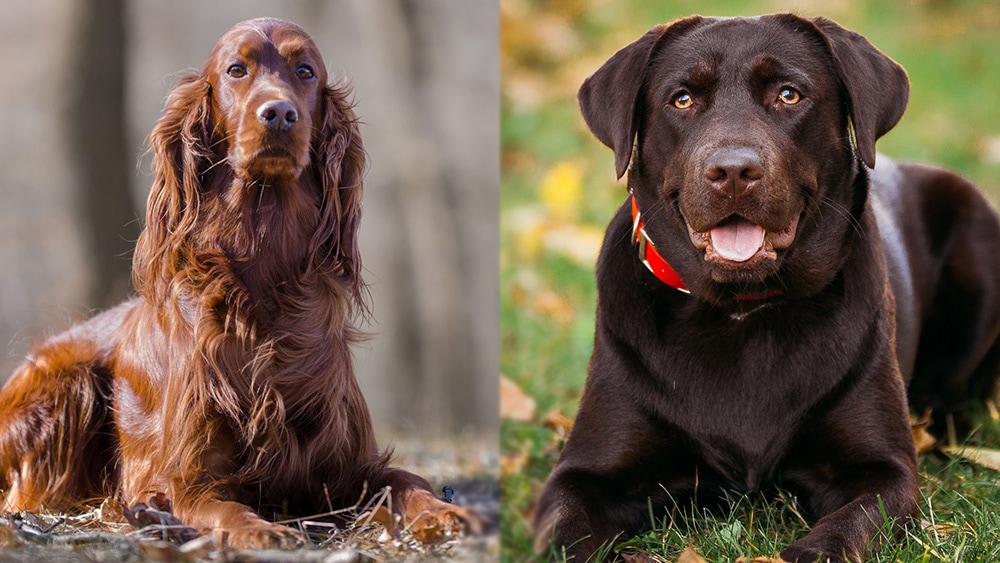 Irish Setter Lab Mix: Pictures, Care Guide, Temperament & Traits
