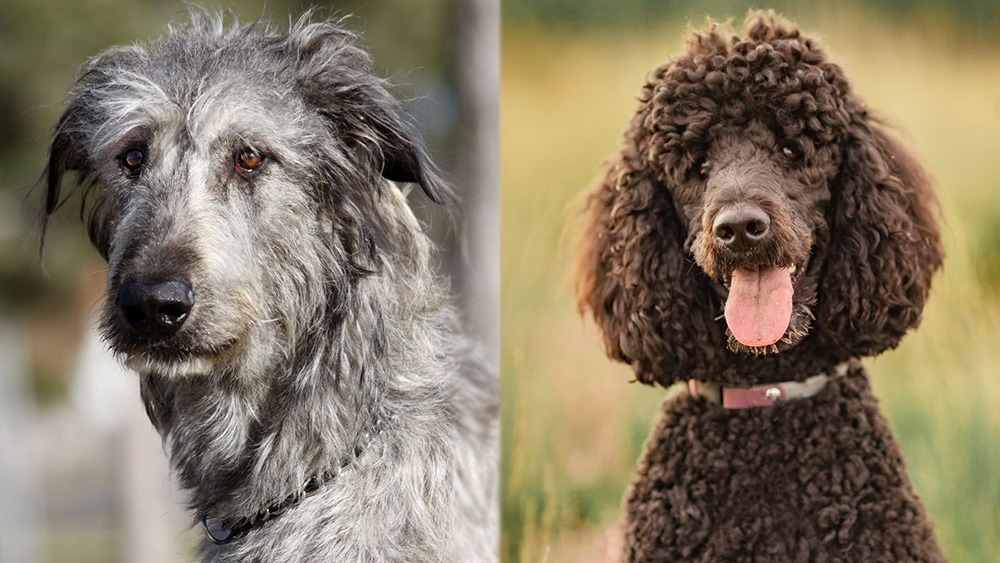 Irish Wolfadoodle: Pictures, Care Guide, Temperament & Traits