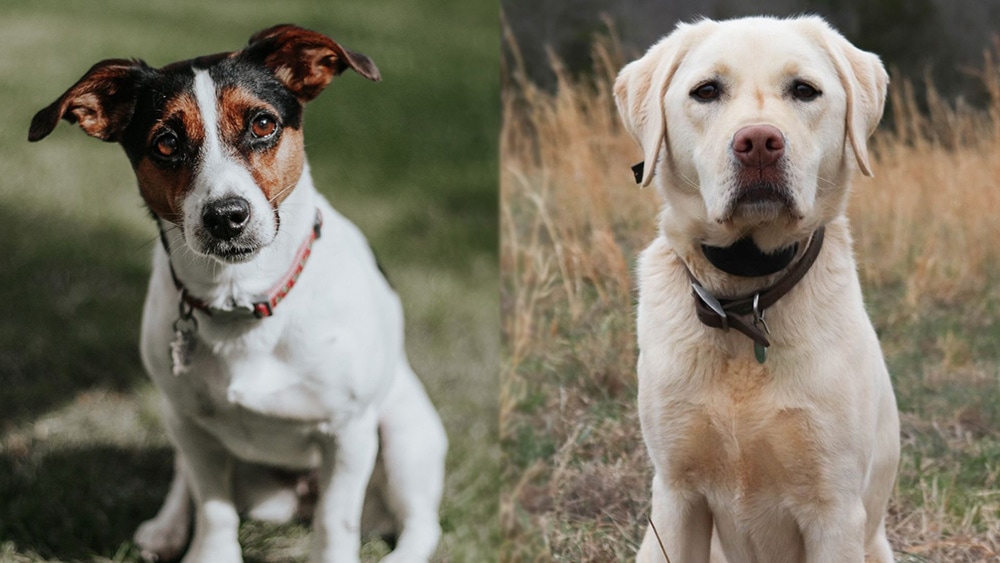 Jackador (Jack Russell Terrier Lab Mix): Info, Pictures, Care Guide, Temperament & Traits