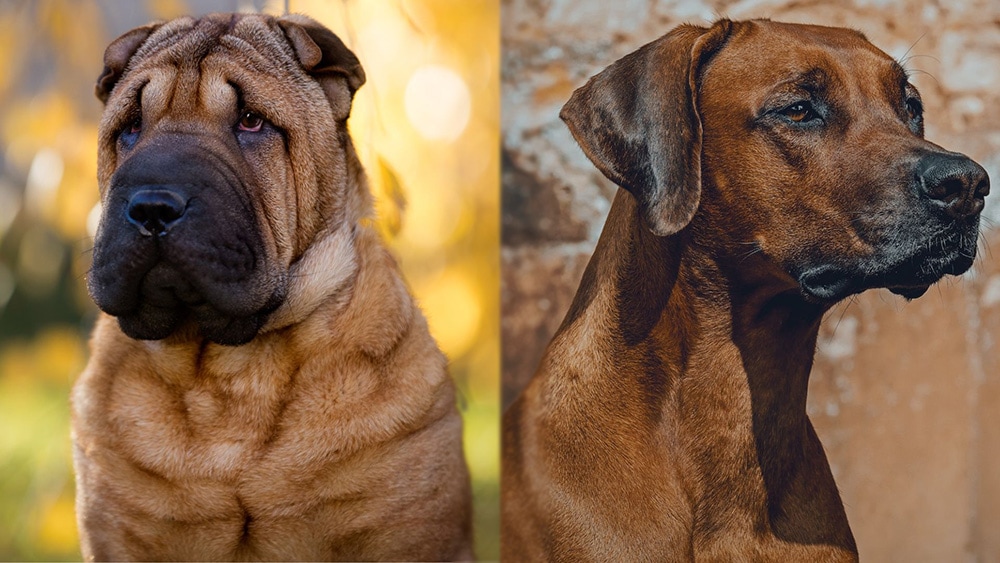 Shar Pei Rhodesian Ridgeback Mix: Pictures, Care Guide, Temperament & Traits