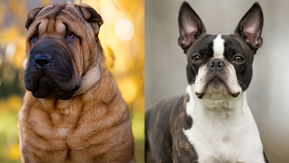 Sharbo (Shar Pei Boston Terrier Mix): Pictures, Care Guide, Temperament & Traits