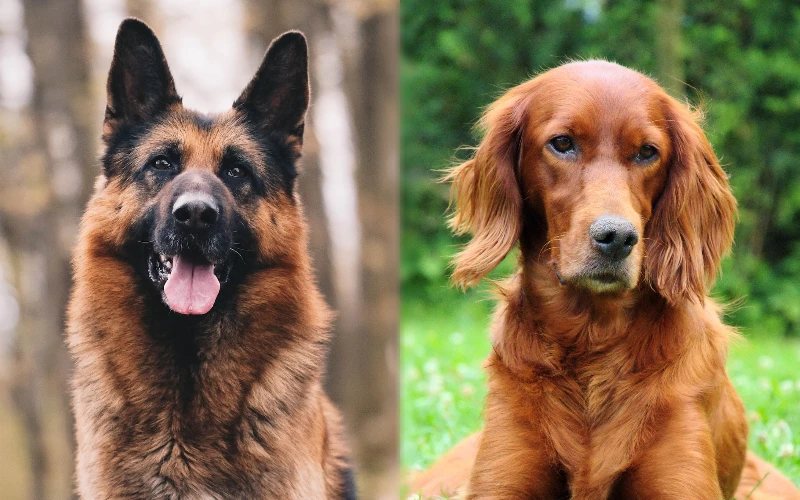 German Shepherd Irish Setter Mix: Pictures, Care Guide, Temperament & Traits