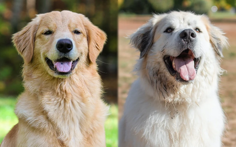 Golden Pyrenees (Great Pyrenees & Golden Retriever Mix): Pictures, Info, & Facts