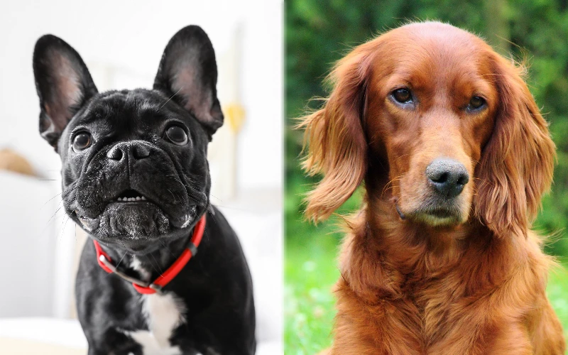 Irish Bostetter (Boston Terrier & Irish Setter Mix): Info, Pictures, Characteristics & Facts