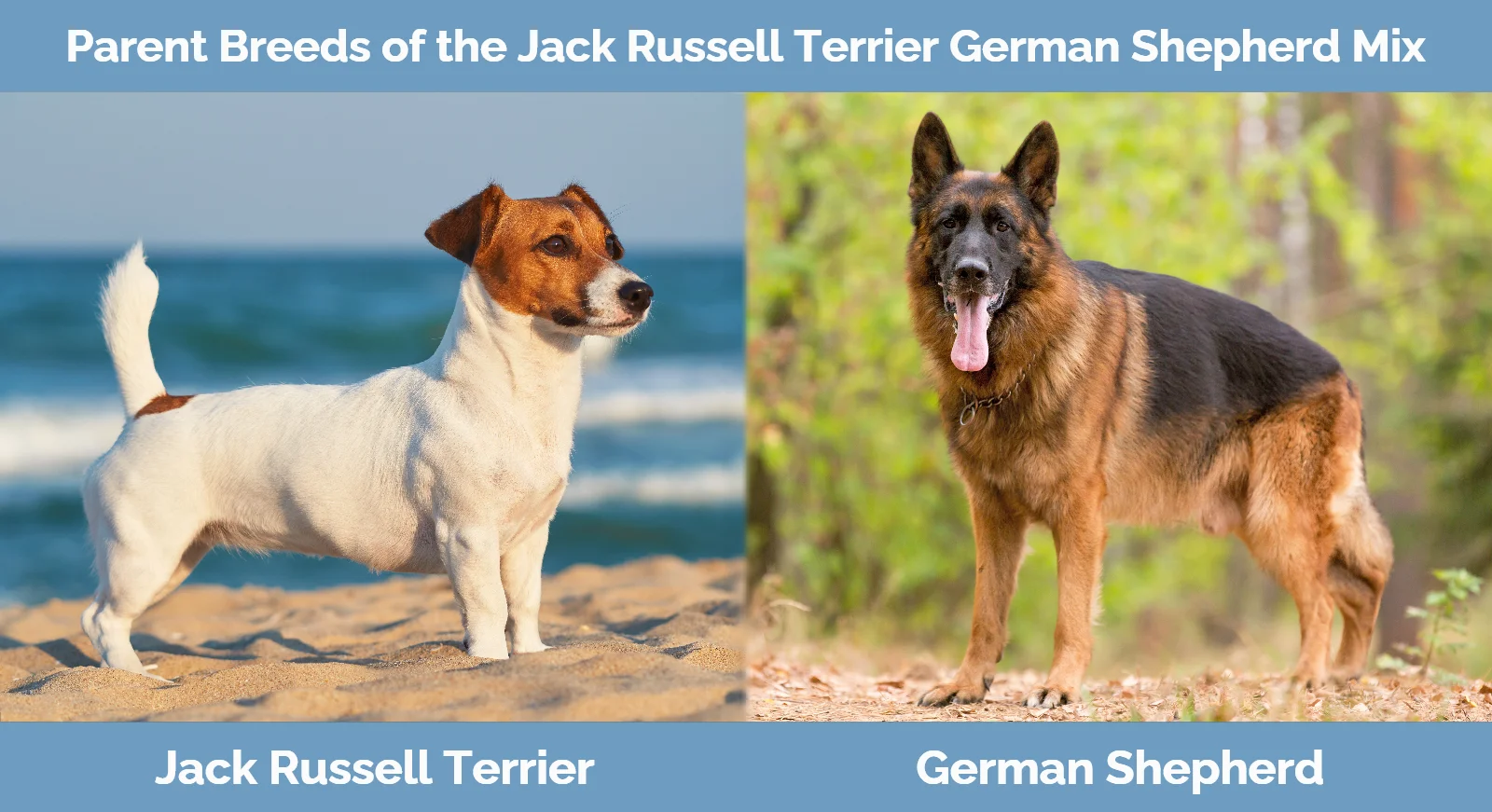Parent breeds of the Jack Russell Terrier German Shepherd Mix