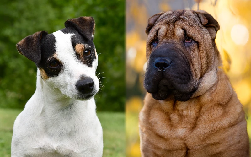 Rus-a-Pei (Jack Russell Shar Pei Mix): Info, Pictures, Care Guide & More