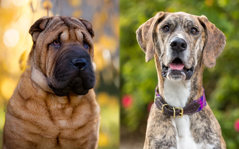 Shar Pei Great Dane Mix: Pictures, Care Guide, Temperament & Traits