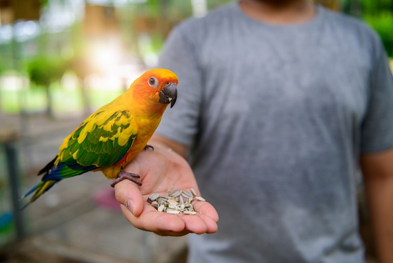 10 Best Parrot Foods – 2026 Reviews & Top Picks
