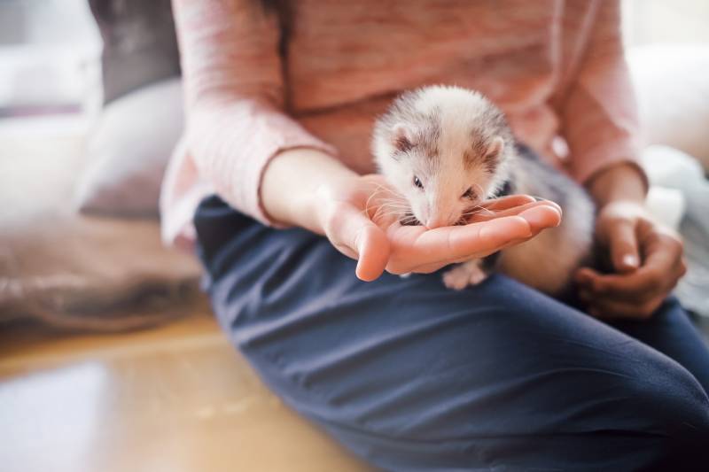 Portrait of a cute domestic ferret eating from the girl's hand in a cafe