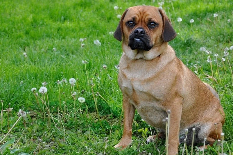 Why Are Puggles So Needy? Possible Reasons and What to Do