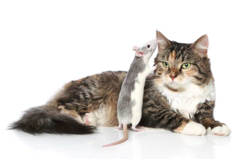 Is It Safe to Keep a Pet Rat and a Cat? Facts & Care Tips