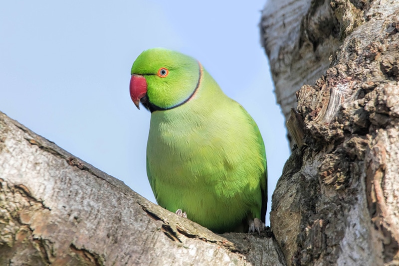 How Big Do Parakeets Get? Vet-Verified Weight & Growth Chart