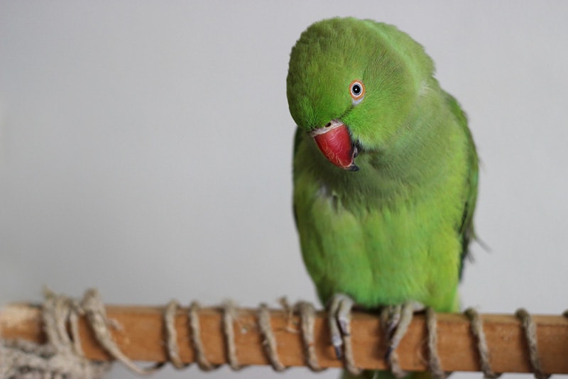 Do Parakeets Pee? Vet Reviewed Facts & FAQ