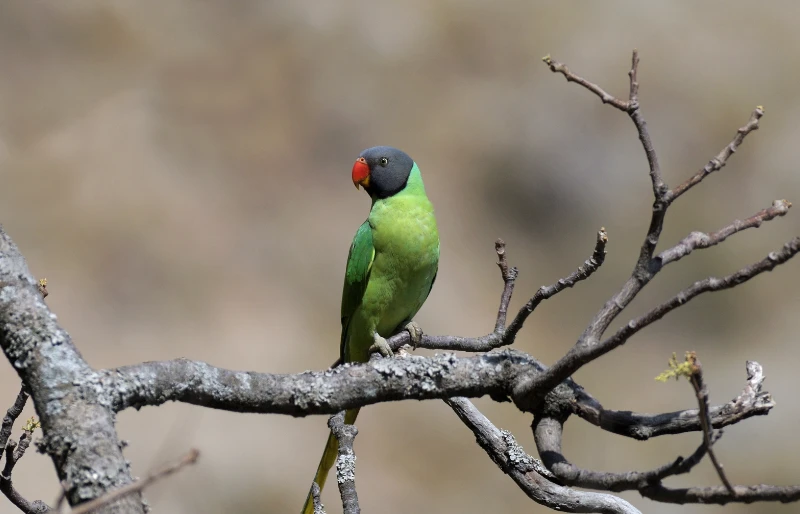 Slaty-Headed Parakeet bird, Psittacula himalayana, Jim Corbett National Park, perched on a branch