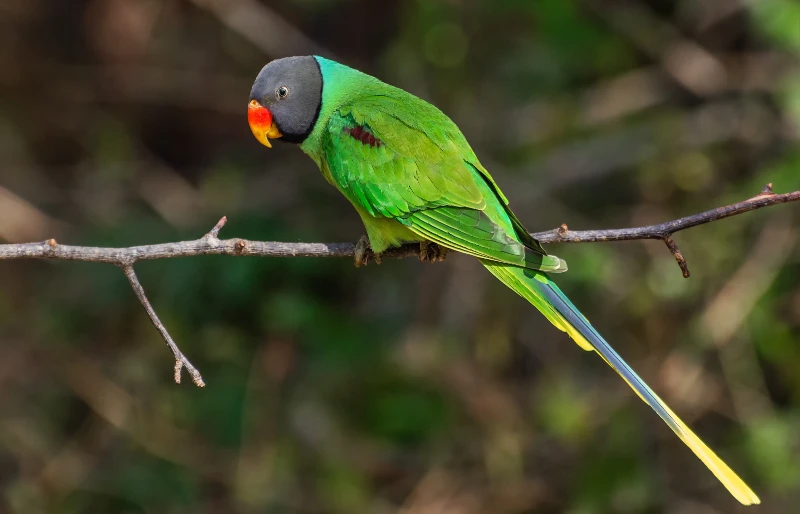 Slaty-headed parakeet (Psittacula himalayana) perched on a tree branch at Sattal, Uttarakhand, India