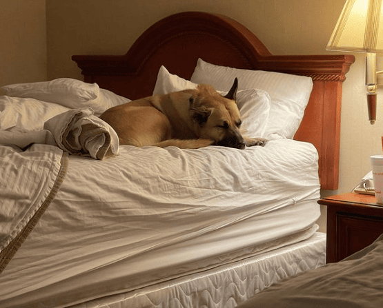 SureStay Plus By Best Western Reno Airport
