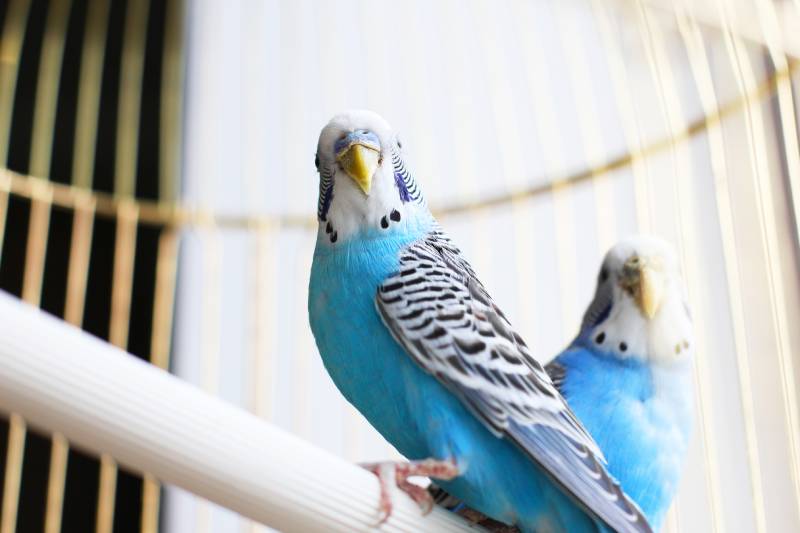 8 Best Parakeet Cages – 2026 Reviews & Top Picks