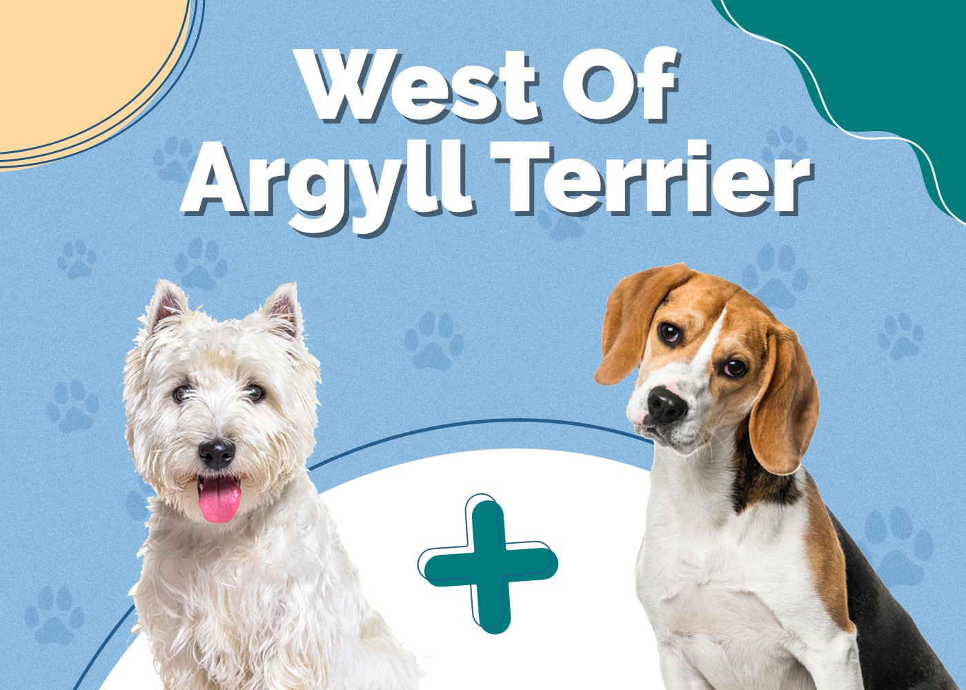 West Of Argyll Terrier (Westie & Beagle Mix): Info, Pictures, Care & Traits