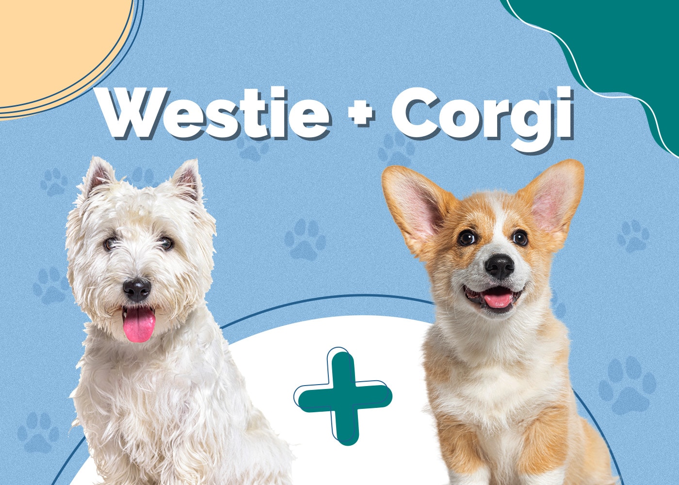 Westie & Corgi Mix Dog Breed: Info, Pictures, Care, Temperament & More