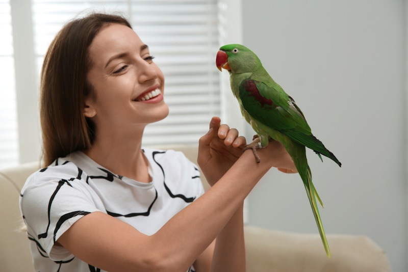 How to Take Care of a Parakeet: 11 Vet Approved Tips