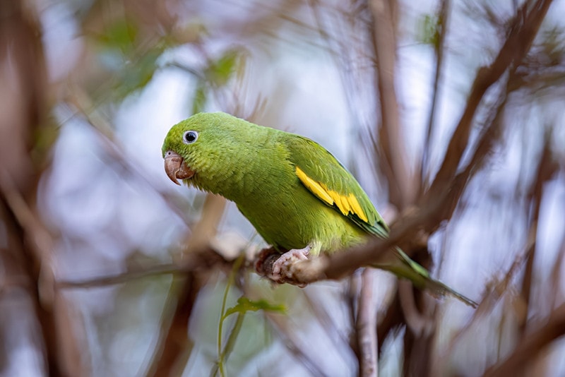 Yellow-Chevroned Parakeet: Pictures, Personality, Food & Care Guide