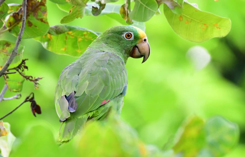 Parrot Molting: When It Happens & Signs to Note (Vet-Reviewed)