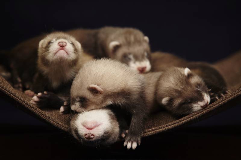 Young male and female one month old ferrets of various colors laying and posing on hammock