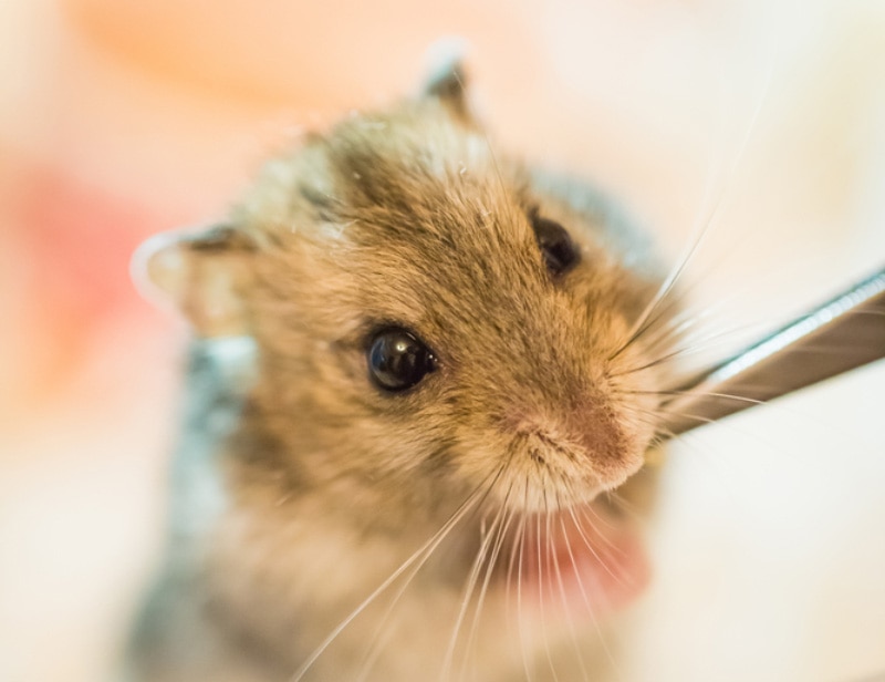 How to Make DIY Hamster Water Bottle: Step-by-Step Guide