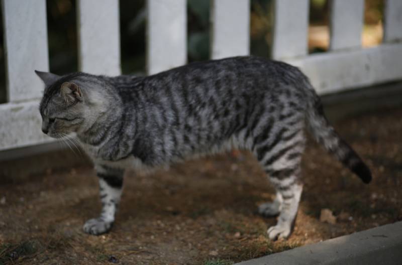 How to Care for a Tripod Cat: Tips & Health Advice