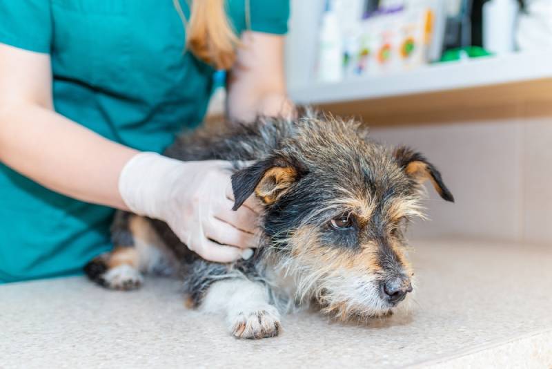 Hair Follicle Tumors in Dogs: Causes, Signs & Treatments (Vet Answer)